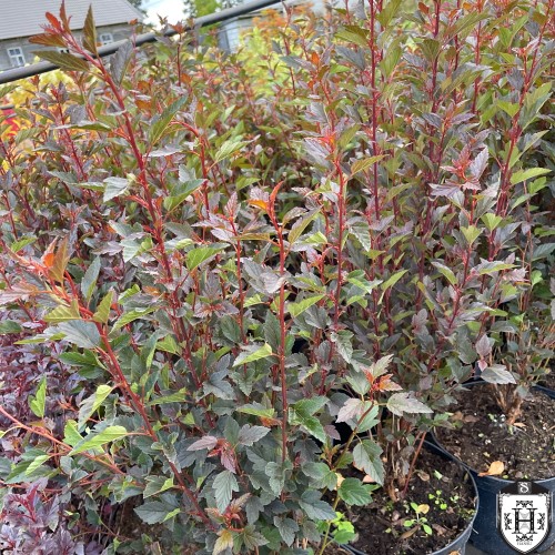 Physocarpus opulifolius 'Little Devil' - Lodjapuulehine põisenelas 'Little Devil' C2/2L